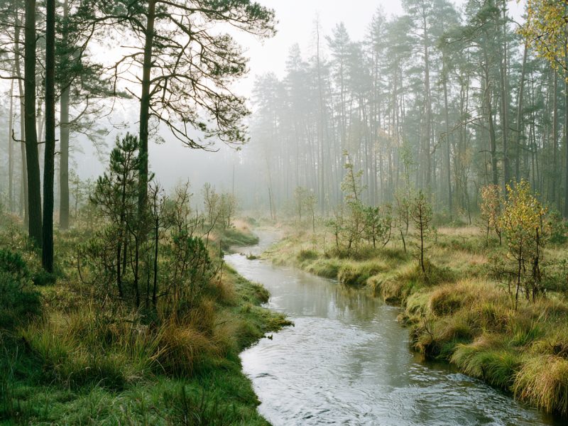 Wald und Natur – Renaturierung und Umweltschutz